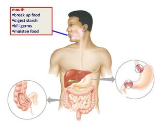 mouth
break up food
digest starch
kill germs
moisten food
 