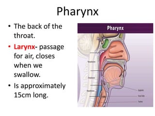 Pharynx
• The back of the
throat.
• Larynx- passage
for air, closes
when we
swallow.
• Is approximately
15cm long.
 
