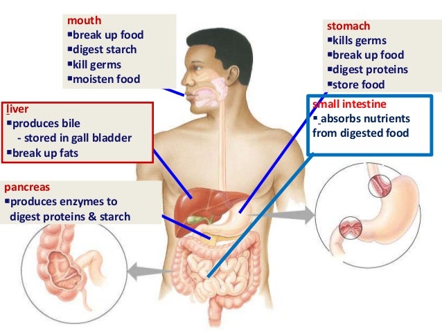 Which Organ Absorbs Most Of The Water From Digested Food Which Organ Absorbs Most Of The Water From Digested Food