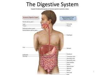 1 
The Digestive System 
 