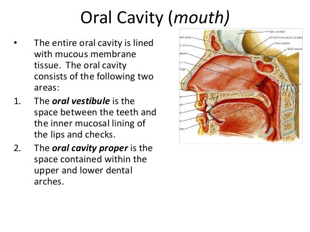 Digestive system BHNU