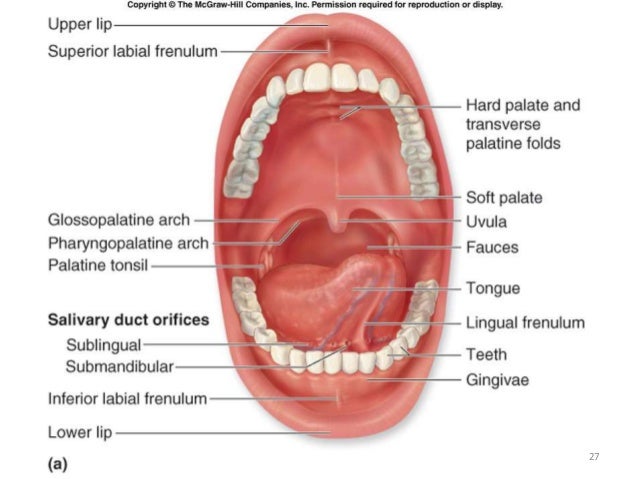 Digestive system BHNU