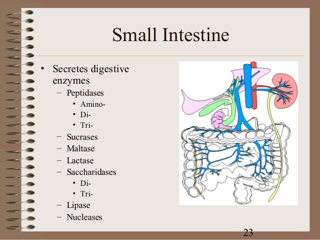 Digestive system