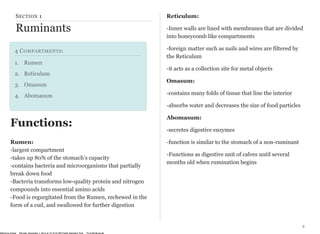 SECTION 1 
Ruminants 
4 COMPARTMENTS: 
1. Rumen 
2. Reticulum 
3. Omasum 
4. Abomasum 
Reticulum: 
-Inner walls are lined with membranes that are divided 
into honeycomb like compartments 
-foreign matter such as nails and wires are filtered by 
the Reticulum 
-it acts as a collection site for metal objects 
Omasum: 
-contains many folds of tissue that line the interior 
-absorbs water and decreases the size of food particles 
Abomasum: 
-secretes digestive enzymes 
-function is similar to the stomach of a non-ruminant 
-Functions as digestive unit of calves until several 
months old when rumination begins 
2 
Functions: 
Rumen: 
-largest compartment 
-takes up 80% of the stomach’s capacity 
-contains bacteria and microorganisms that partially 
break down food 
-Bacteria transforms low-quality protein and nitrogen 
compounds into essential amino acids 
-Food is regurgitated from the Rumen, rechewed in the 
form of a cud, and swallowed for further digestion 
McKenna Chase Monday, December 1, 2014 at 10:16:44 AM Pacific Standard Time 70:cd:60:8b:aa:a6 
 