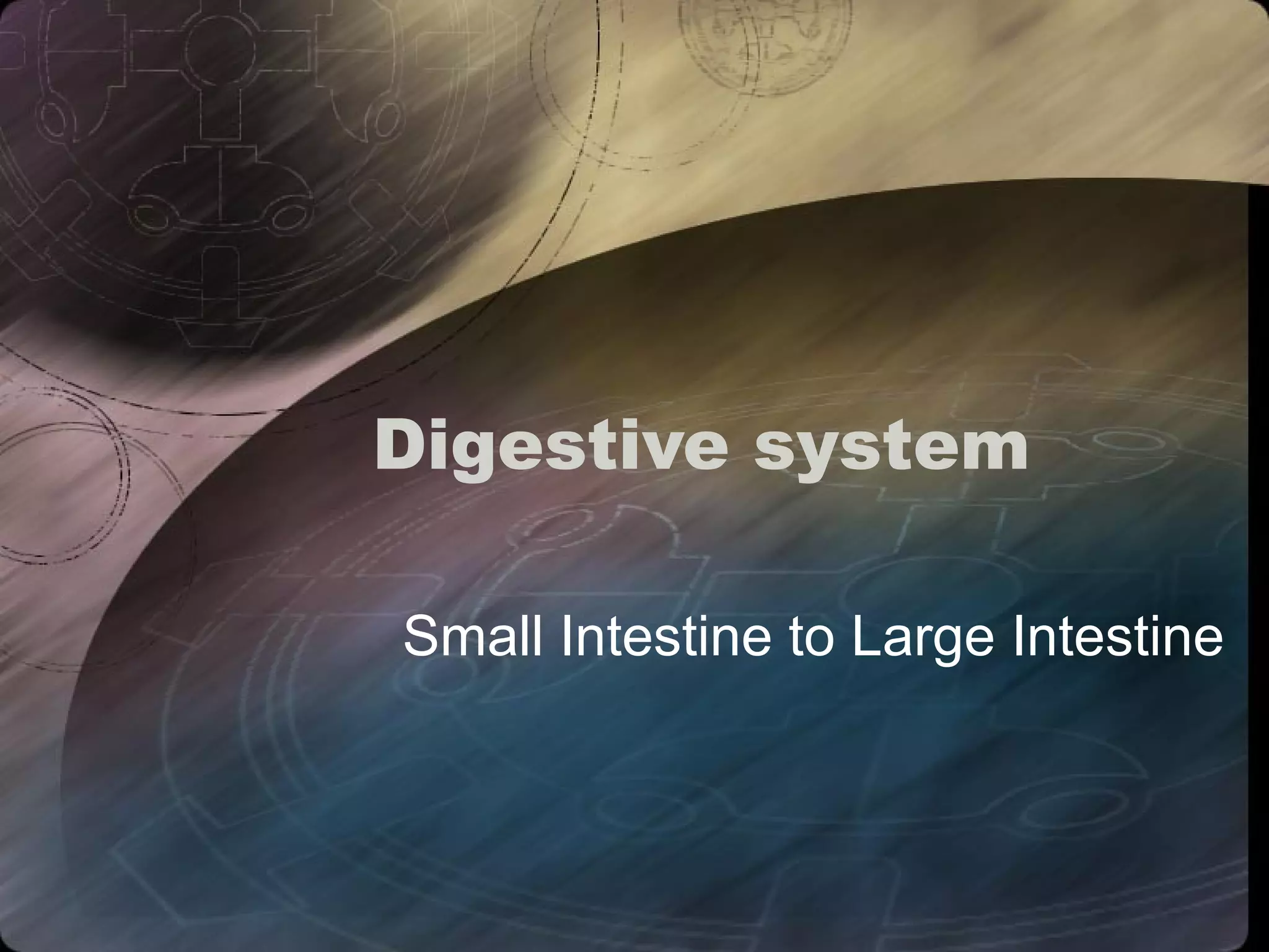 Digestive system 
Small Intestine to Large Intestine 
 