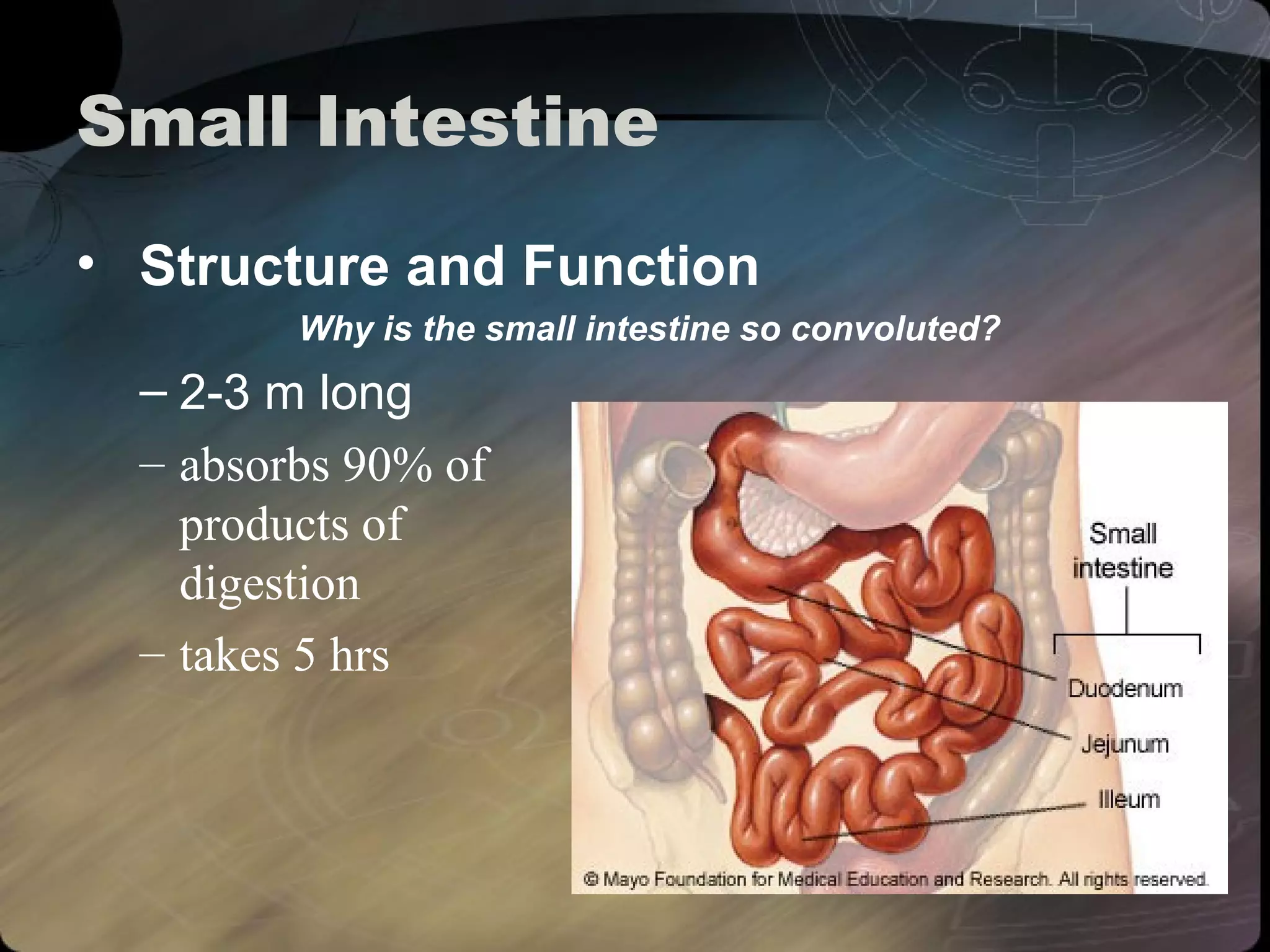 Small Intestine 
• Structure and Function 
Why is the small intestine so convoluted? 
– 2-3 m long 
– absorbs 90% of 
products of 
digestion 
– takes 5 hrs 
 