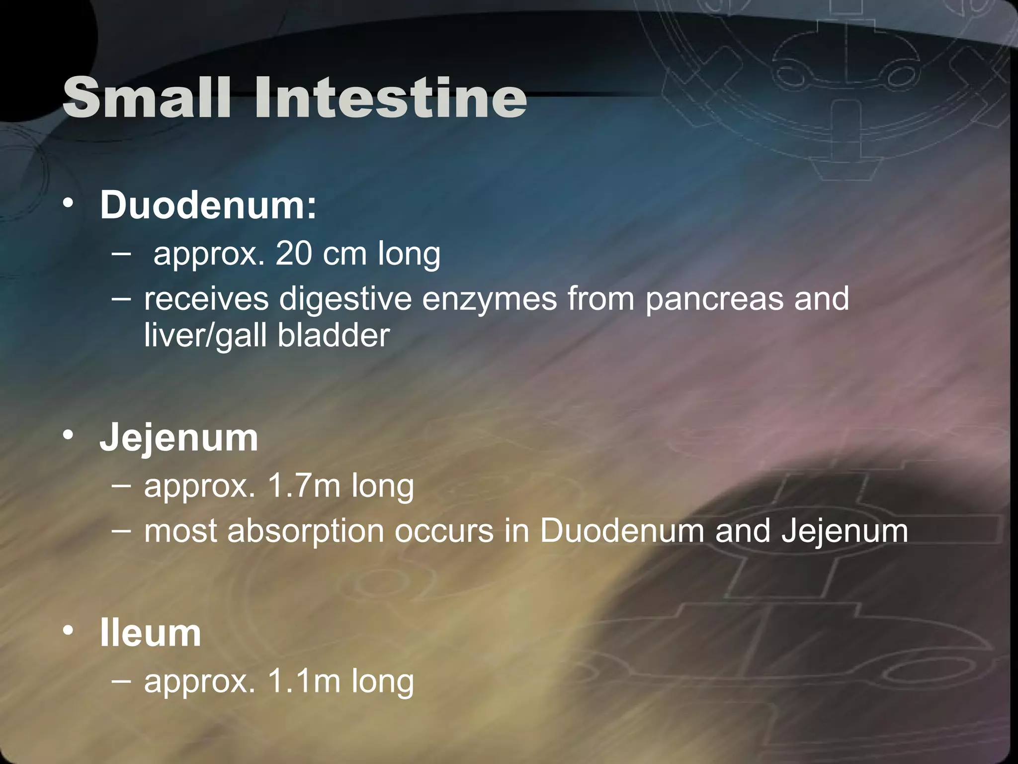 Small Intestine 
• Duodenum: 
– approx. 20 cm long 
– receives digestive enzymes from pancreas and 
liver/gall bladder 
• Jejenum 
– approx. 1.7m long 
– most absorption occurs in Duodenum and Jejenum 
• Ileum 
– approx. 1.1m long 
 