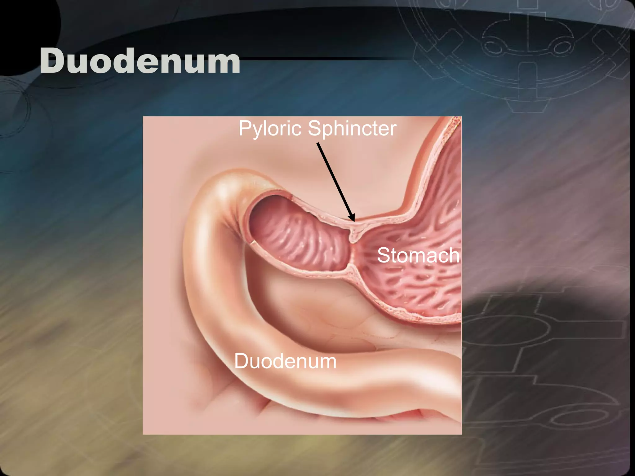 Duodenum 
Pyloric Sphincter 
Stomach 
Duodenum 
 