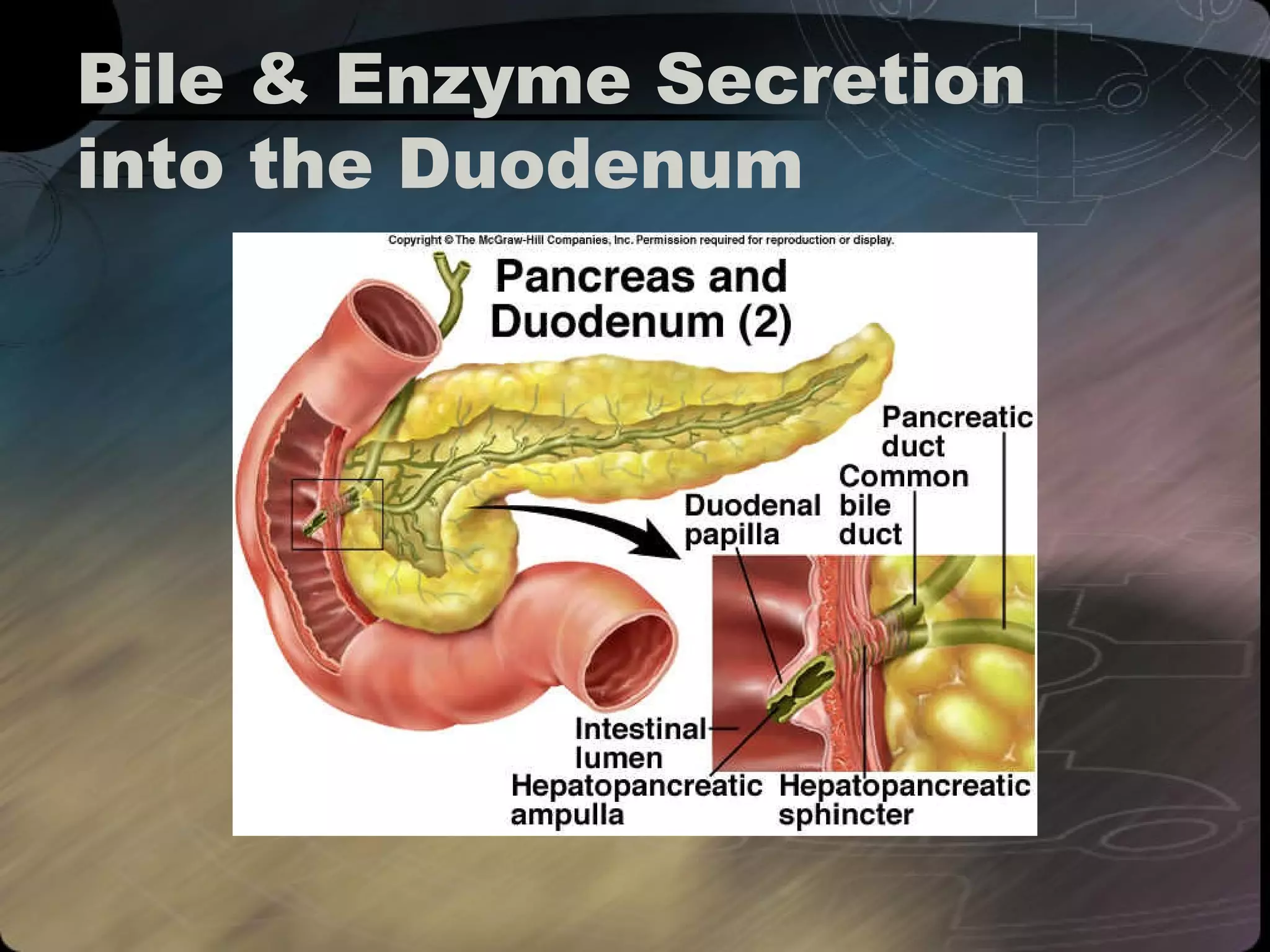 Bile & Enzyme Secretion 
into the Duodenum 
 