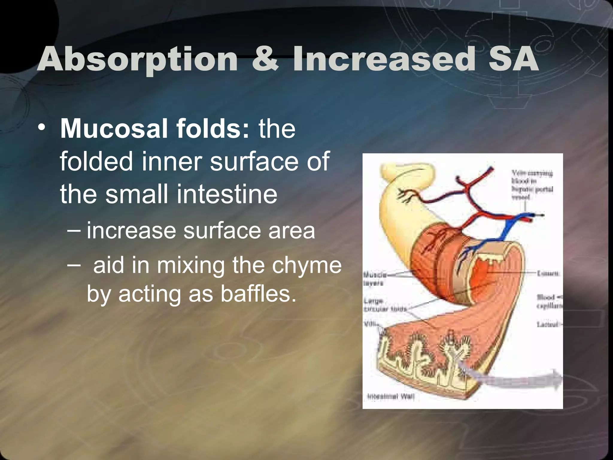 Absorption & Increased SA 
• Mucosal folds: the 
folded inner surface of 
the small intestine 
– increase surface area 
– aid in mixing the chyme 
by acting as baffles. 
 