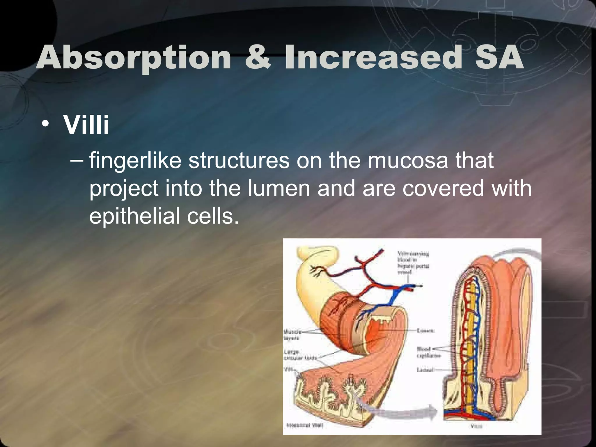 Absorption & Increased SA 
• Villi 
– fingerlike structures on the mucosa that 
project into the lumen and are covered with 
epithelial cells. 
 