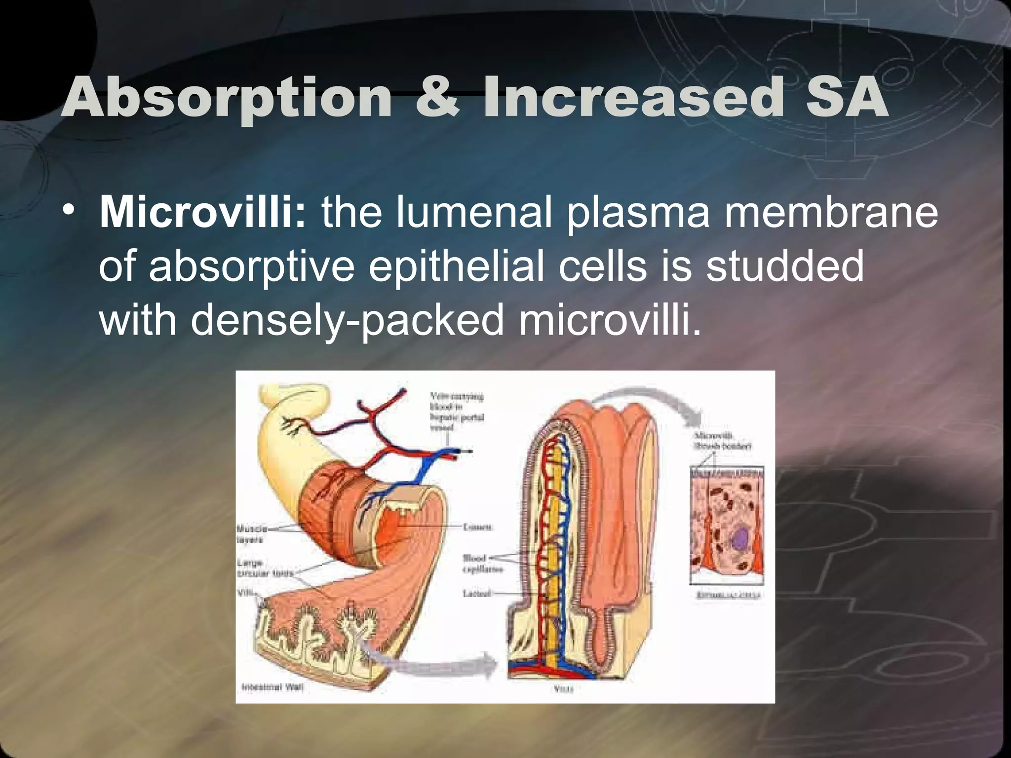 Absorption & Increased SA 
• Microvilli: the lumenal plasma membrane 
of absorptive epithelial cells is studded 
with densely-packed microvilli. 
 