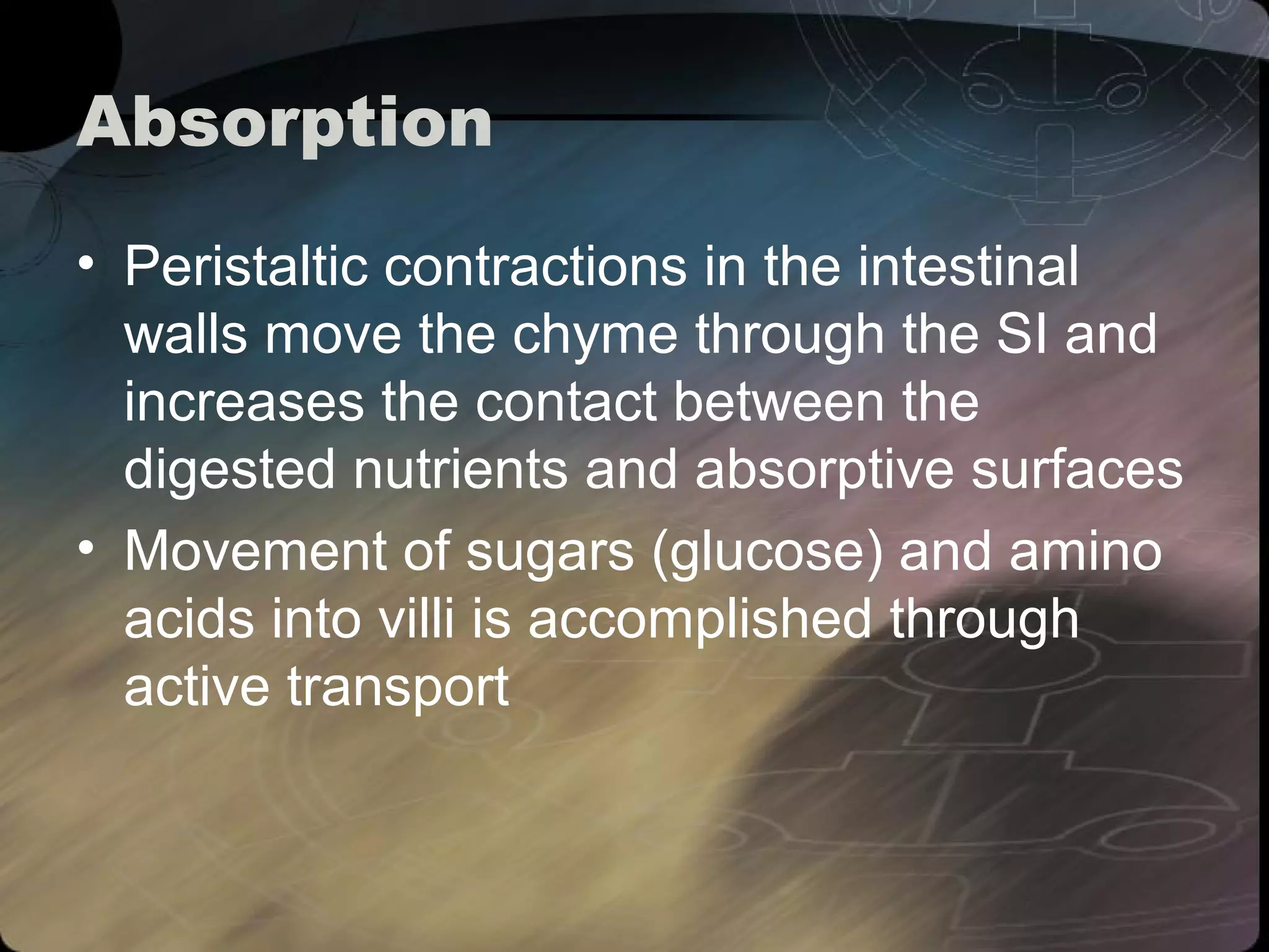 Absorption 
• Peristaltic contractions in the intestinal 
walls move the chyme through the SI and 
increases the contact between the 
digested nutrients and absorptive surfaces 
• Movement of sugars (glucose) and amino 
acids into villi is accomplished through 
active transport 
 