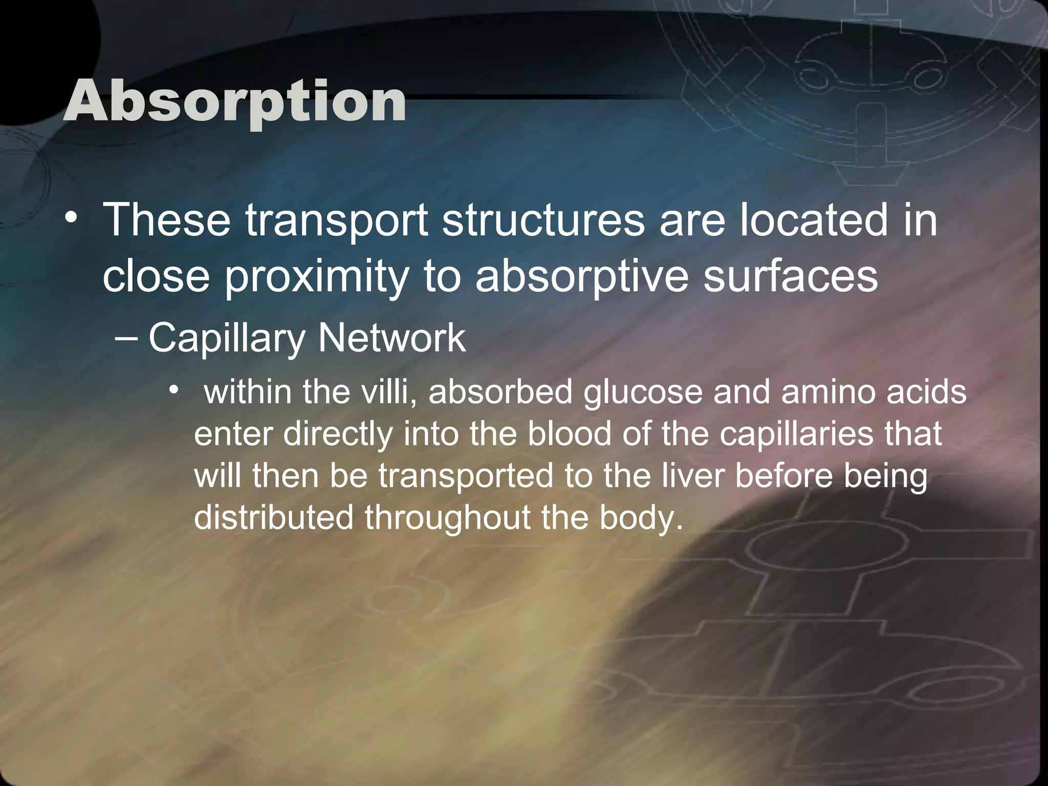 Absorption 
• These transport structures are located in 
close proximity to absorptive surfaces 
– Capillary Network 
• within the villi, absorbed glucose and amino acids 
enter directly into the blood of the capillaries that 
will then be transported to the liver before being 
distributed throughout the body. 
 
