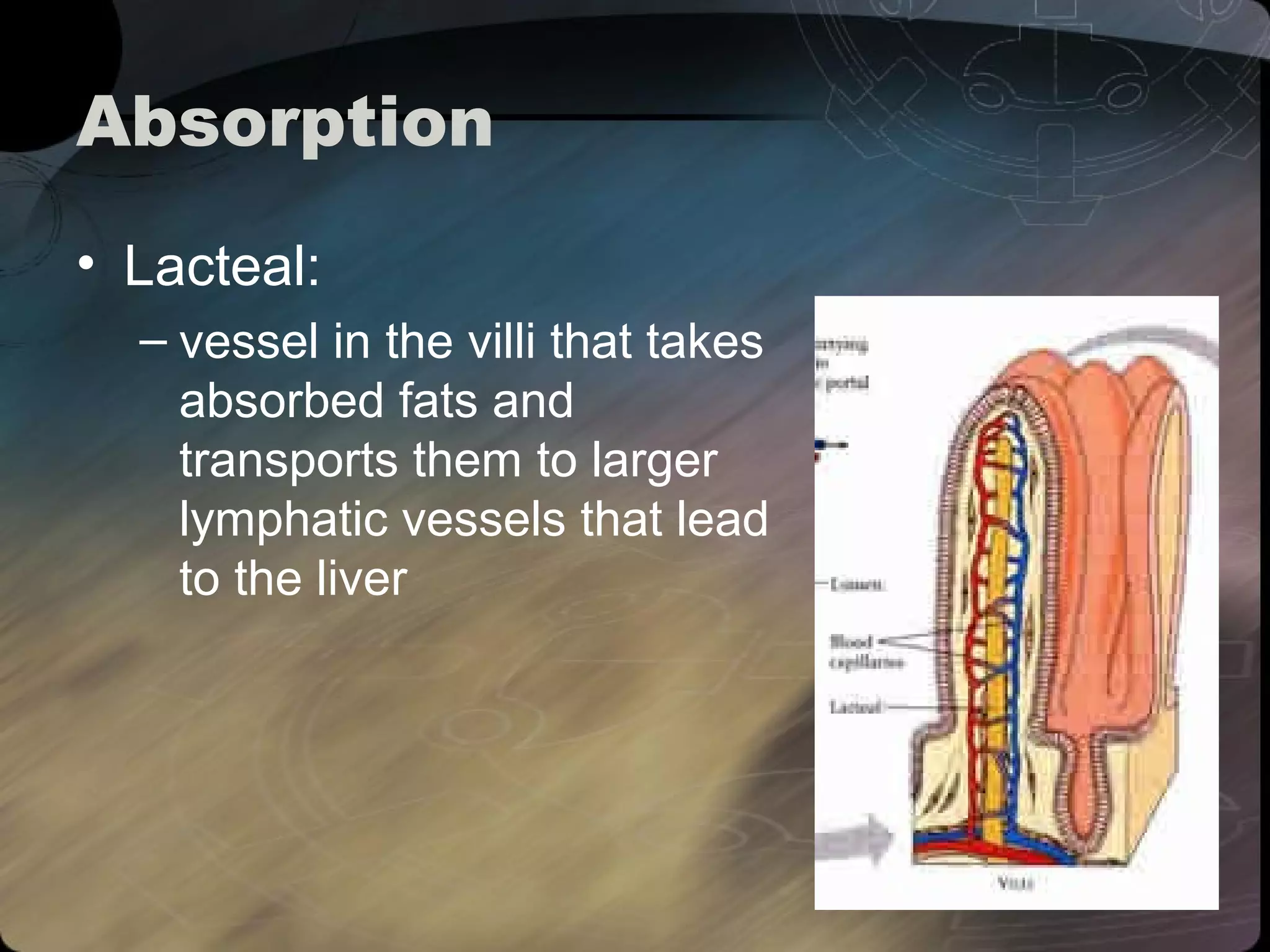 Absorption 
• Lacteal: 
– vessel in the villi that takes 
absorbed fats and 
transports them to larger 
lymphatic vessels that lead 
to the liver 
 