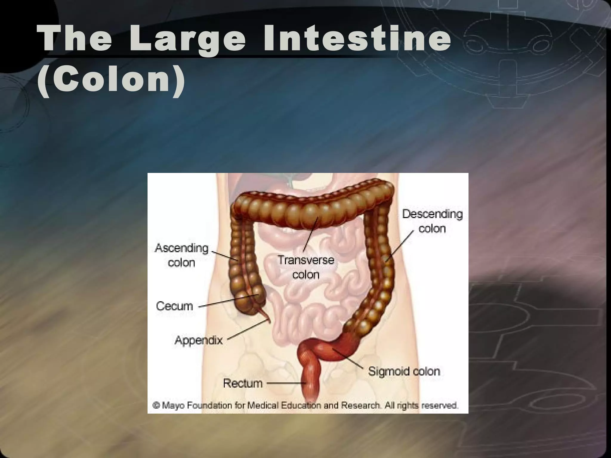 The Large Intestine 
(Colon) 
 