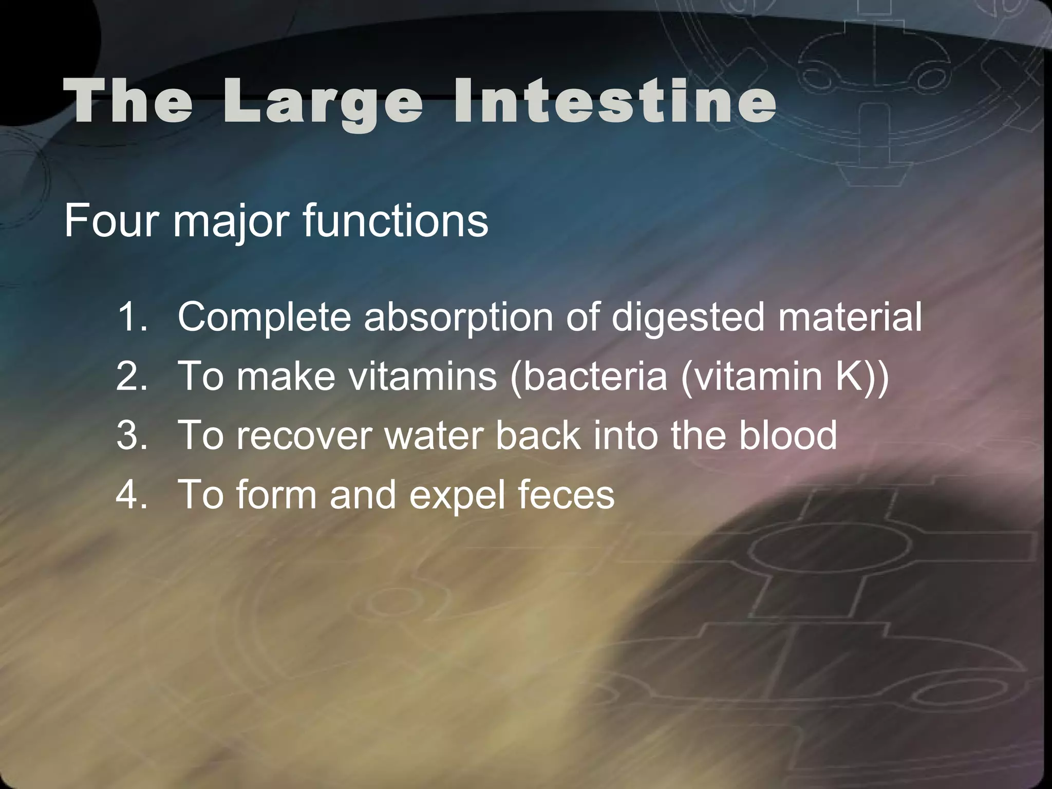The Large Intestine 
Four major functions 
1. Complete absorption of digested material 
2. To make vitamins (bacteria (vitamin K)) 
3. To recover water back into the blood 
4. To form and expel feces 
 