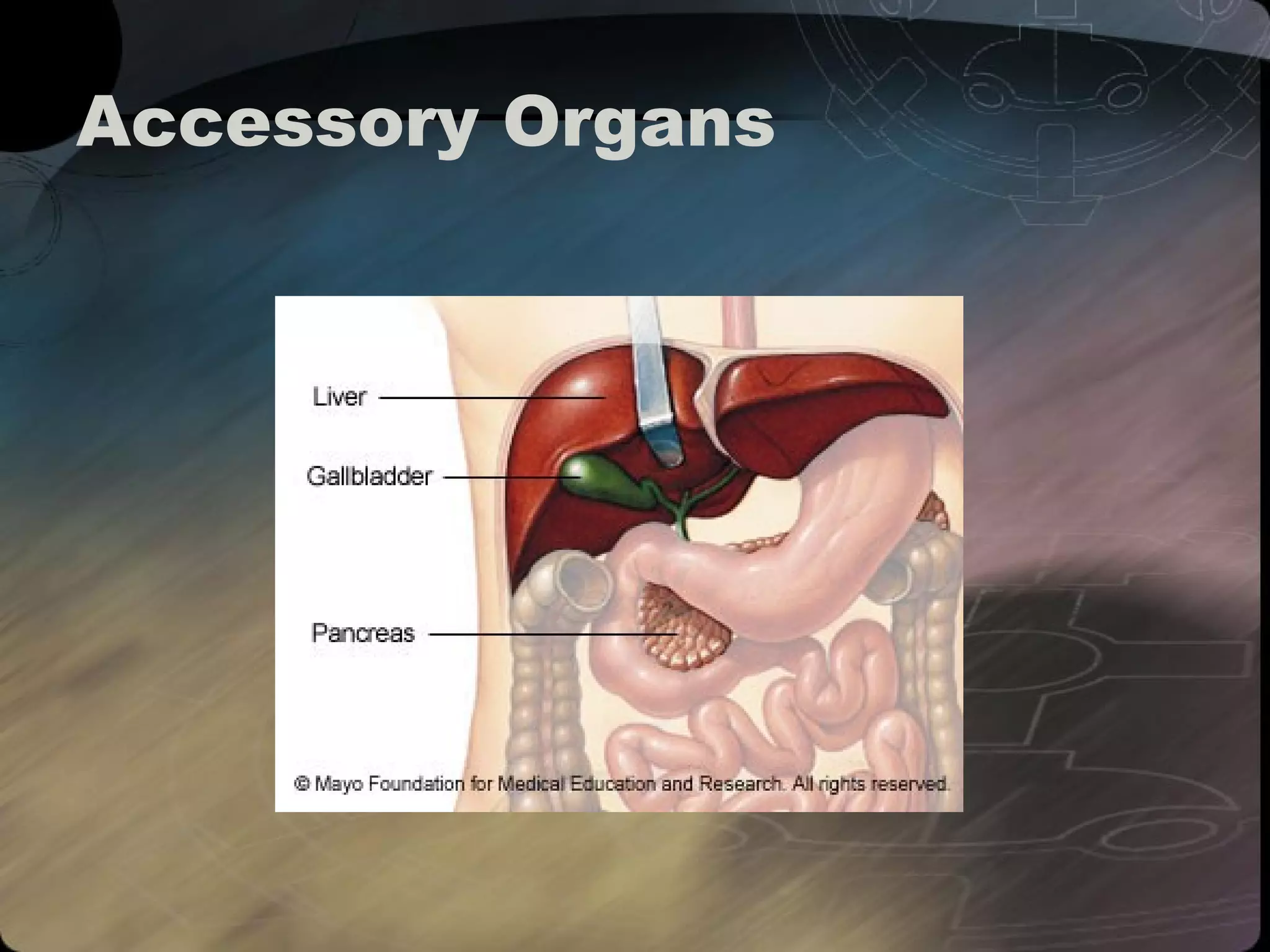 Accessory Organs 
 