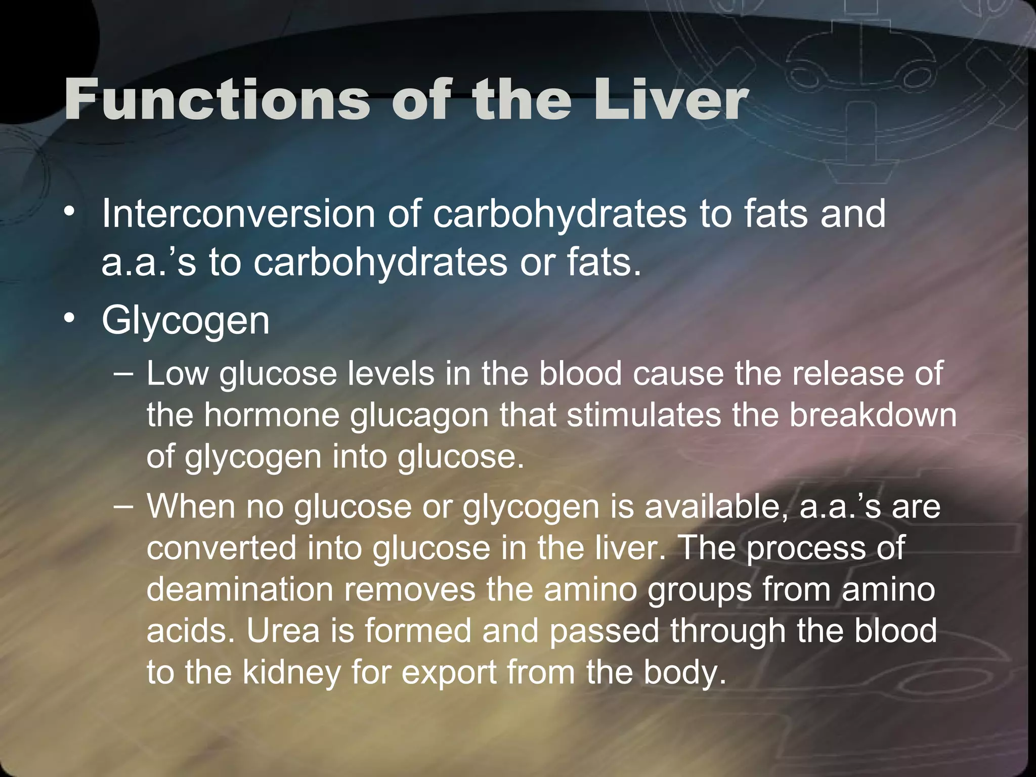 Functions of the Liver 
• Interconversion of carbohydrates to fats and 
a.a.’s to carbohydrates or fats. 
• Glycogen 
– Low glucose levels in the blood cause the release of 
the hormone glucagon that stimulates the breakdown 
of glycogen into glucose. 
– When no glucose or glycogen is available, a.a.’s are 
converted into glucose in the liver. The process of 
deamination removes the amino groups from amino 
acids. Urea is formed and passed through the blood 
to the kidney for export from the body. 
 