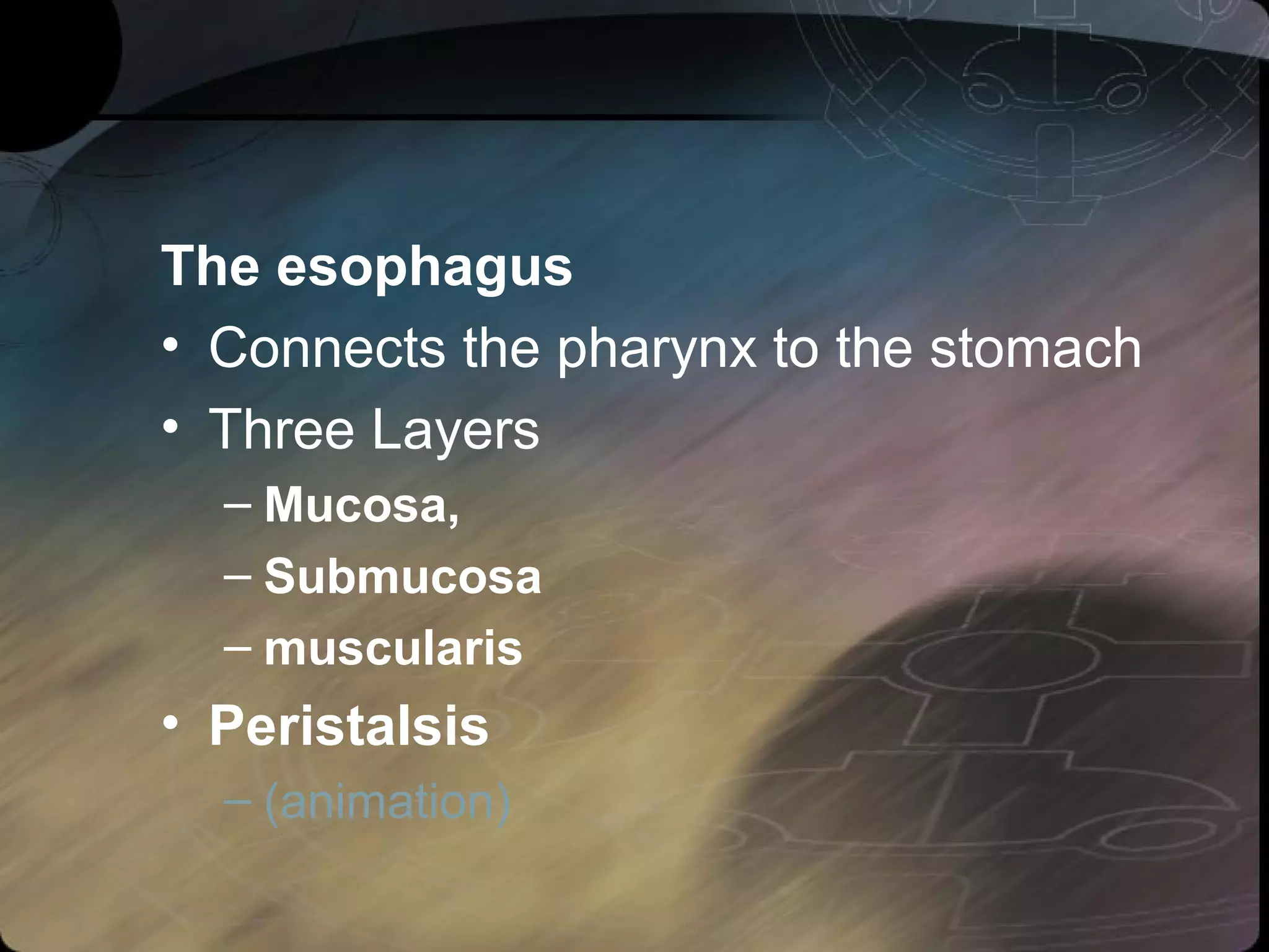 The esophagus 
• Connects the pharynx to the stomach 
• Three Layers 
– Mucosa, 
– Submucosa 
– muscularis 
• Peristalsis 
– (animation) 
 