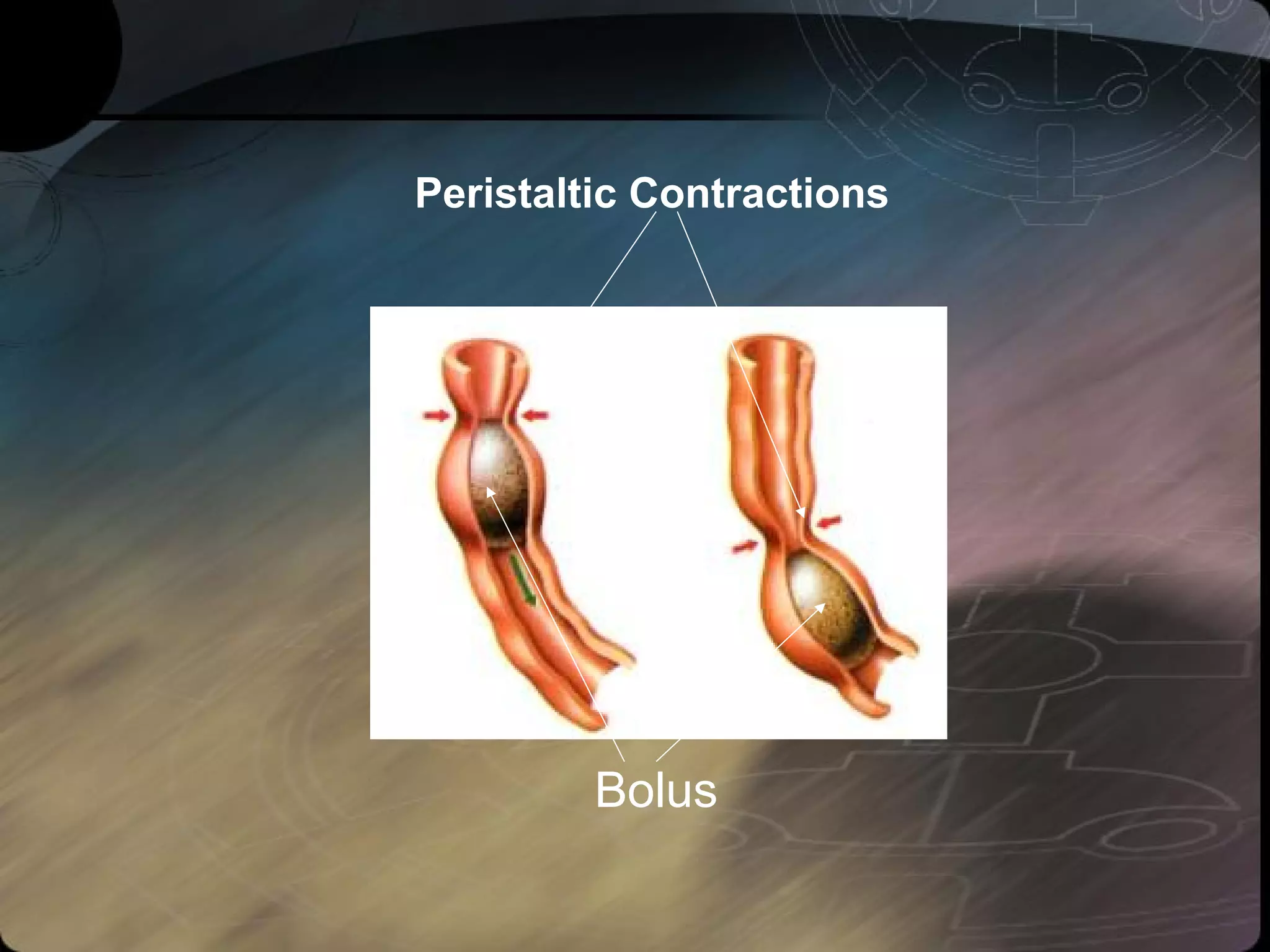 Peristaltic Contractions 
Bolus 
 