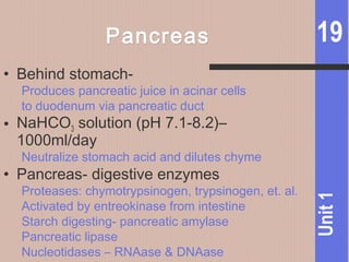 Digestive system | PPT