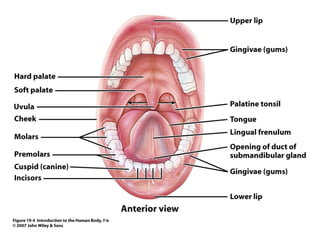Digestive system | PPT