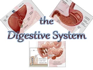 Digestive system parts and functions 