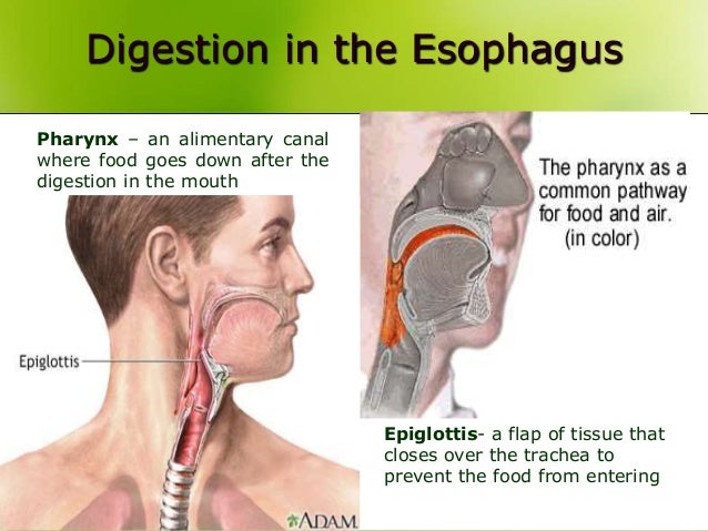 The Digestive system
