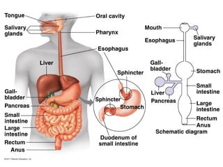 Anatomy & Physiology Lecture Notes - Digestive system | PPT