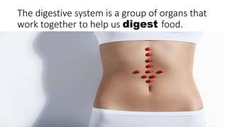 The digestive system is a group of organs that
work together to help us digest food.
 
