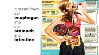 It passes down
our
esophogus
into
our
stomach
and
intestine.
 