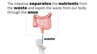 The intestine separates the nutrients from
the waste and expels the waste from our body
through the anus.
waste
 