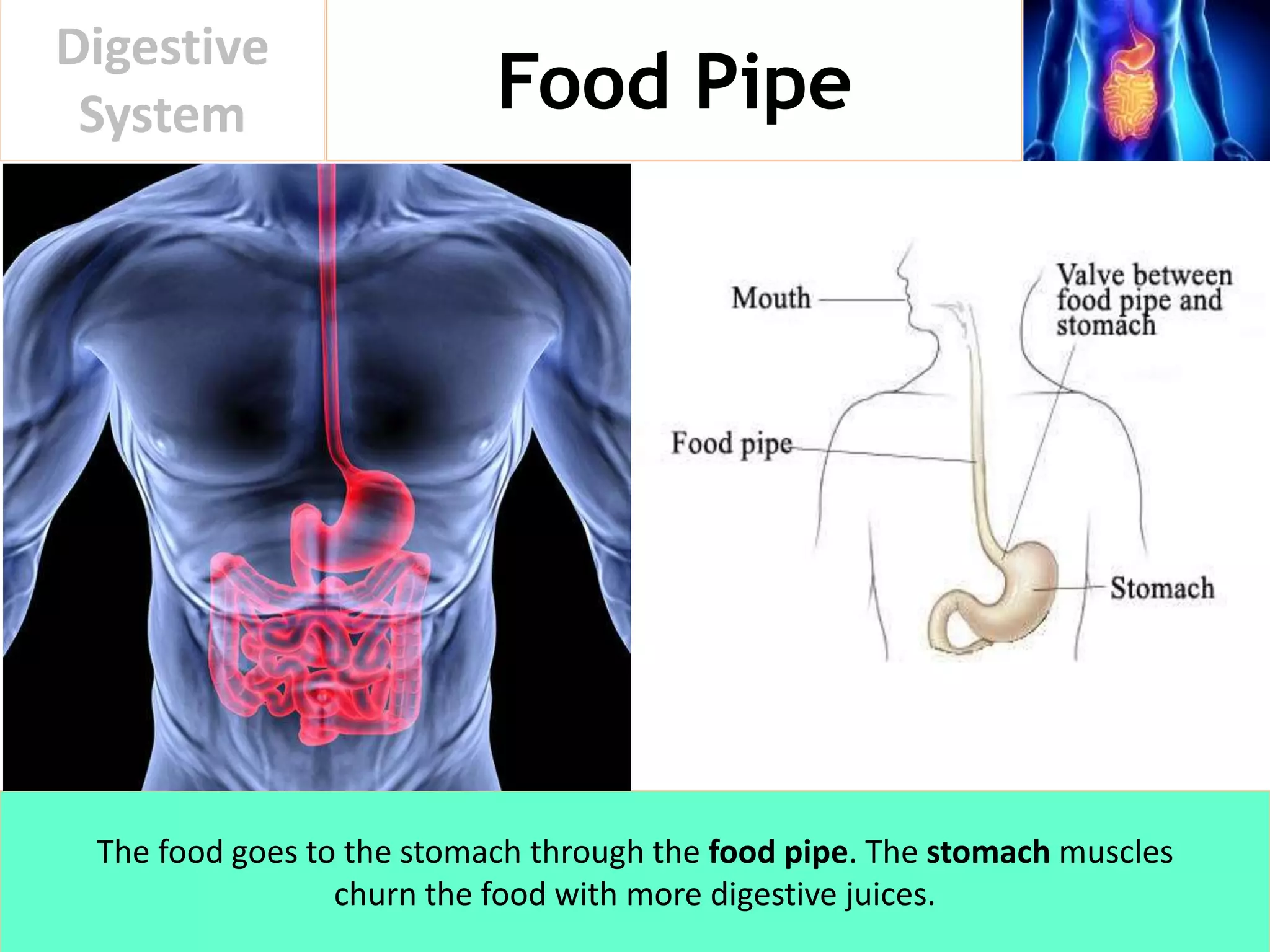 Food Pipe
Digestive
System
The food goes to the stomach through the food pipe. The stomach muscles
churn the food with more digestive juices.
 