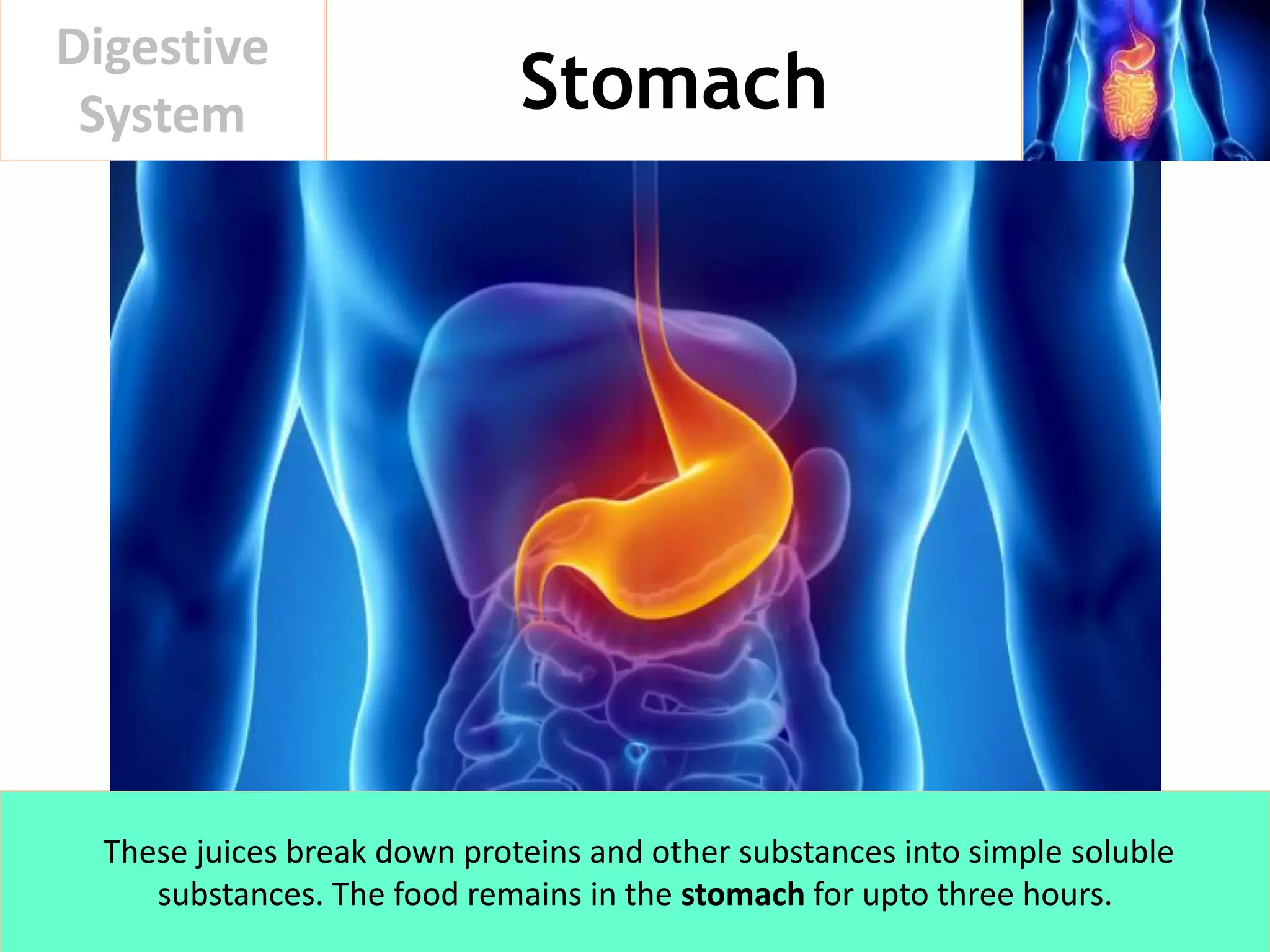 Stomach
Digestive
System
These juices break down proteins and other substances into simple soluble
substances. The food remains in the stomach for upto three hours.
 