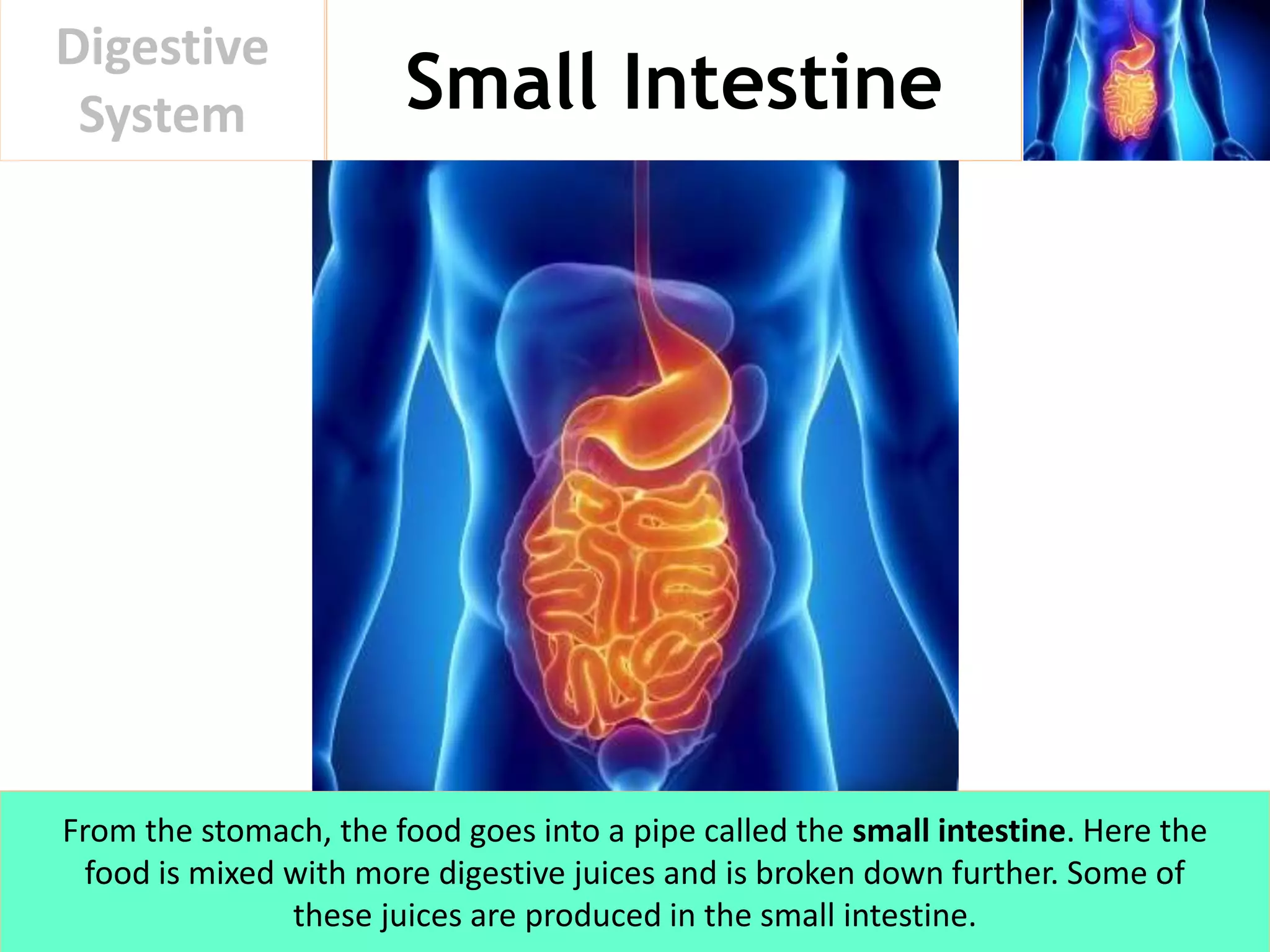 Small Intestine
Digestive
System
From the stomach, the food goes into a pipe called the small intestine. Here the
food is mixed with more digestive juices and is broken down further. Some of
these juices are produced in the small intestine.
 