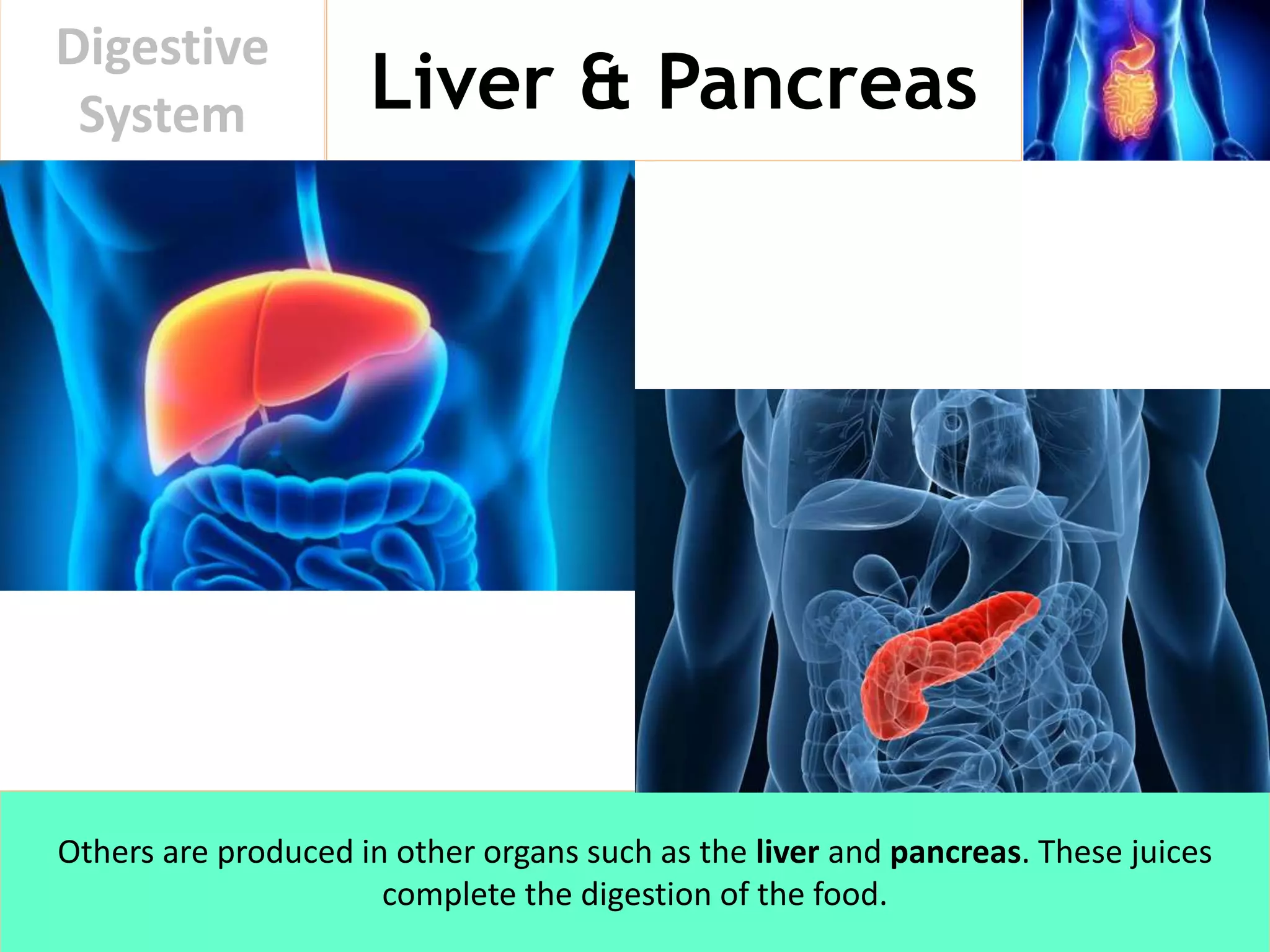 Liver & Pancreas
Digestive
System
Others are produced in other organs such as the liver and pancreas. These juices
complete the digestion of the food.
 