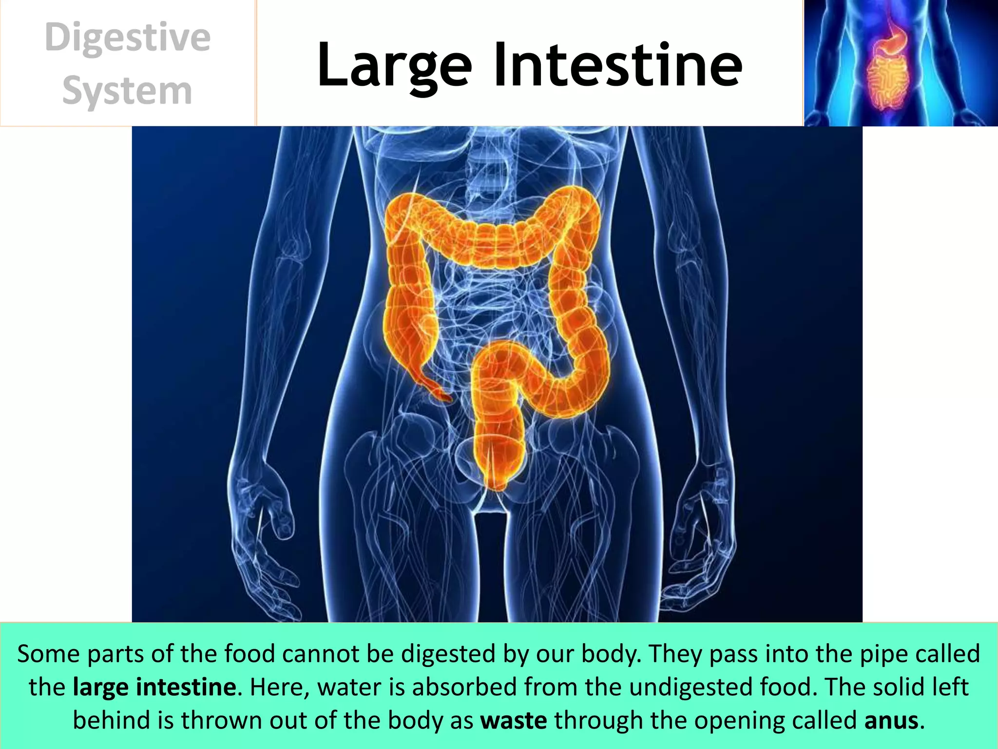 Large Intestine
Digestive
System
Some parts of the food cannot be digested by our body. They pass into the pipe called
the large intestine. Here, water is absorbed from the undigested food. The solid left
behind is thrown out of the body as waste through the opening called anus.
 