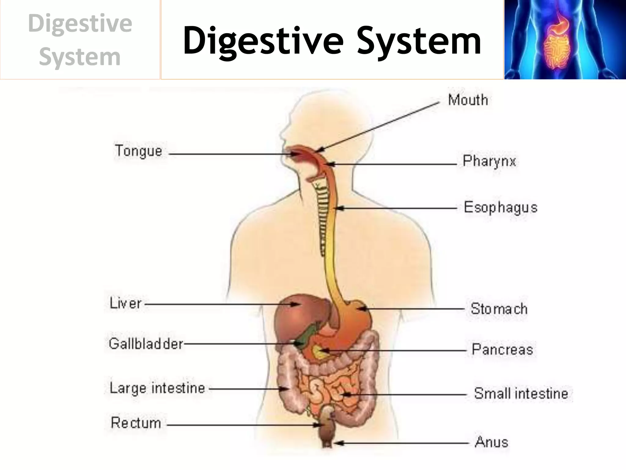Digestive System
Digestive
System
 