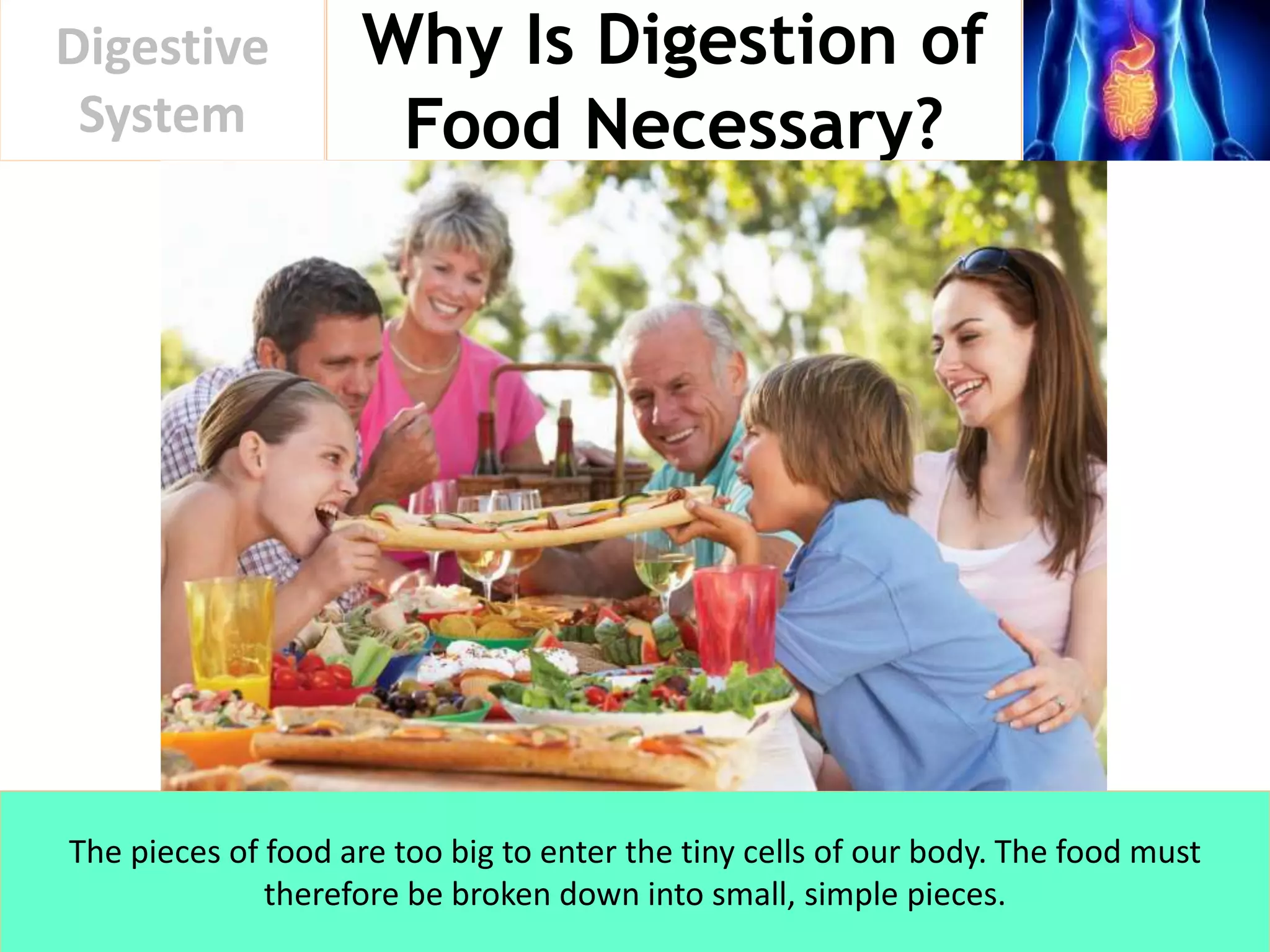 Why Is Digestion of
Food Necessary?
Digestive
System
The pieces of food are too big to enter the tiny cells of our body. The food must
therefore be broken down into small, simple pieces.
 