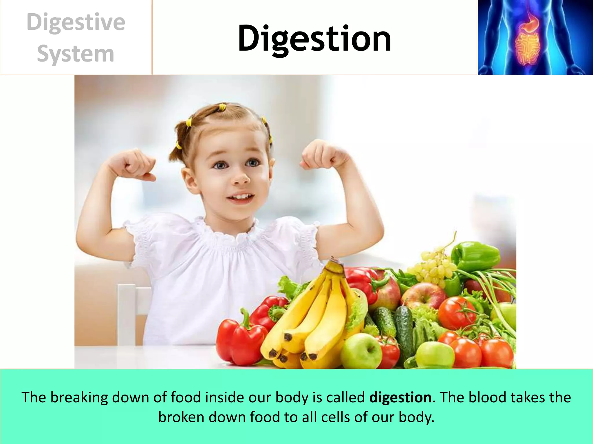 Digestion
Digestive
System
The breaking down of food inside our body is called digestion. The blood takes the
broken down food to all cells of our body.
 
