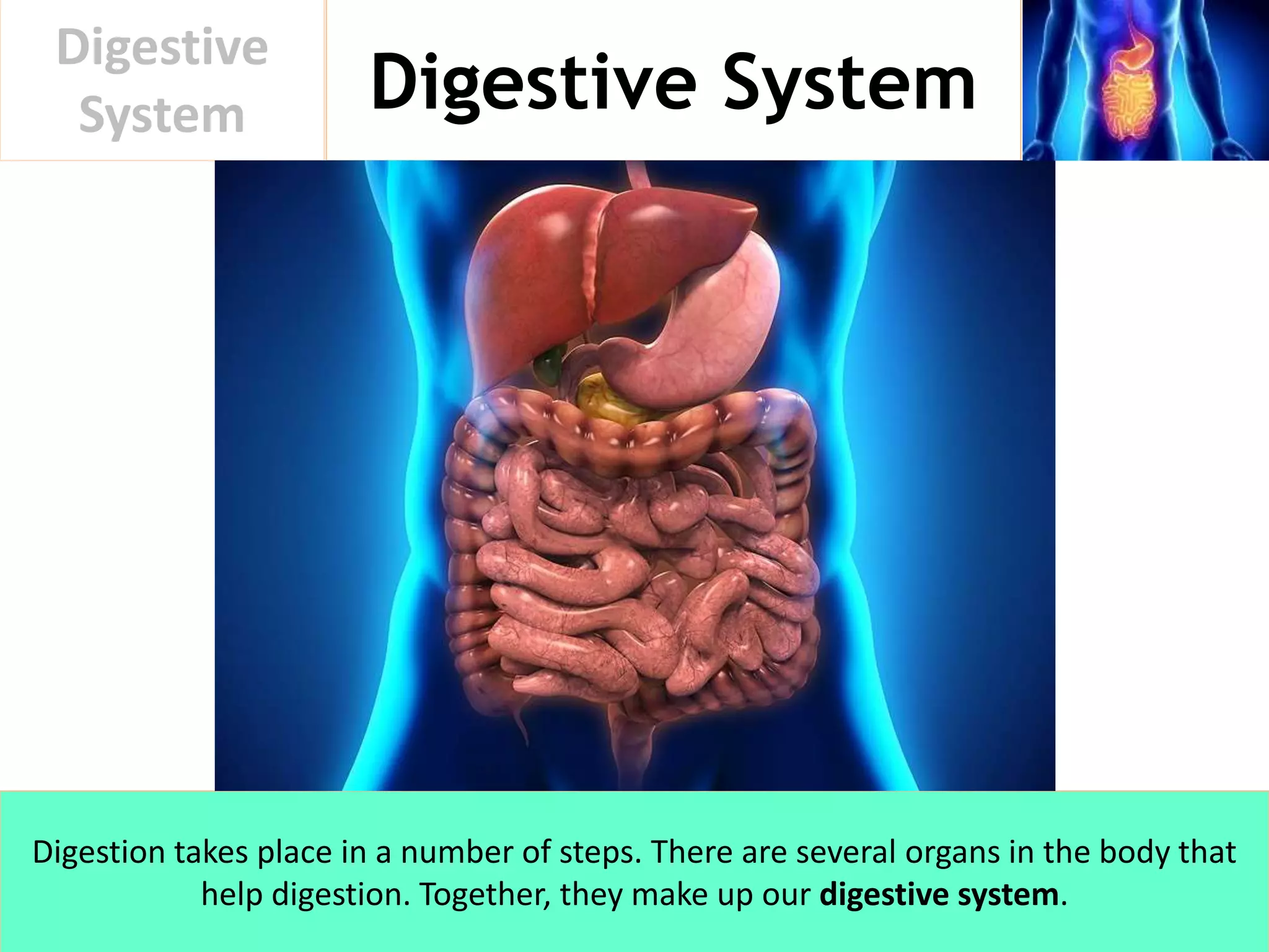 Digestive System
Digestive
System
Digestion takes place in a number of steps. There are several organs in the body that
help digestion. Together, they make up our digestive system.
 