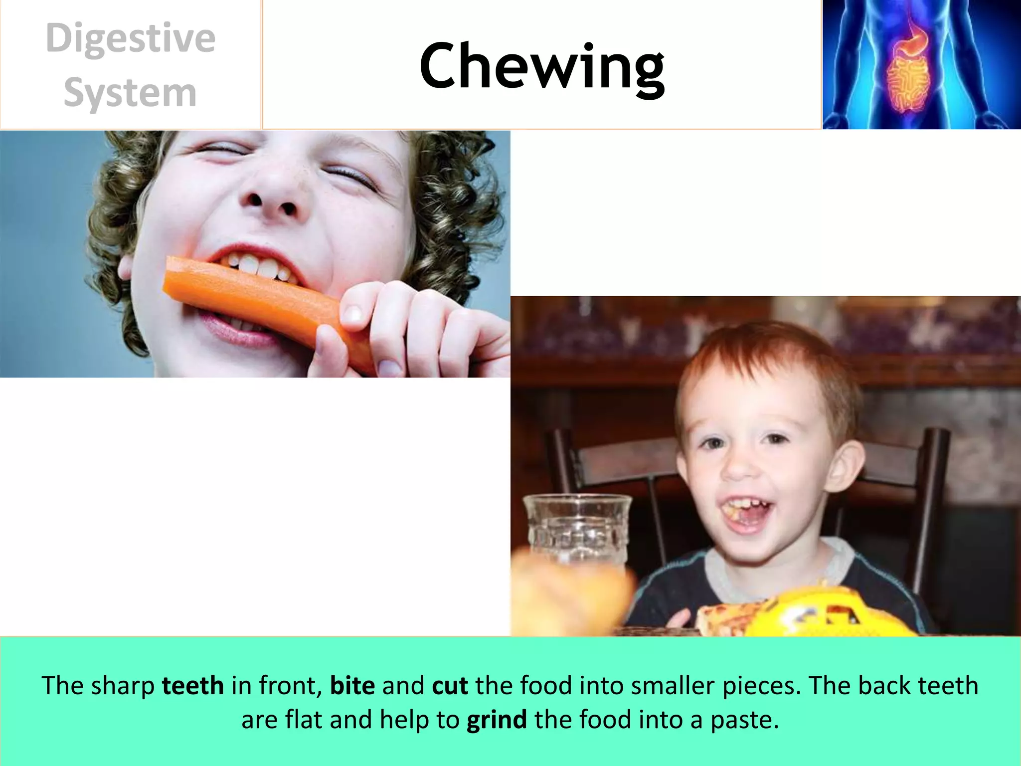 Chewing
Digestive
System
The sharp teeth in front, bite and cut the food into smaller pieces. The back teeth
are flat and help to grind the food into a paste.
 