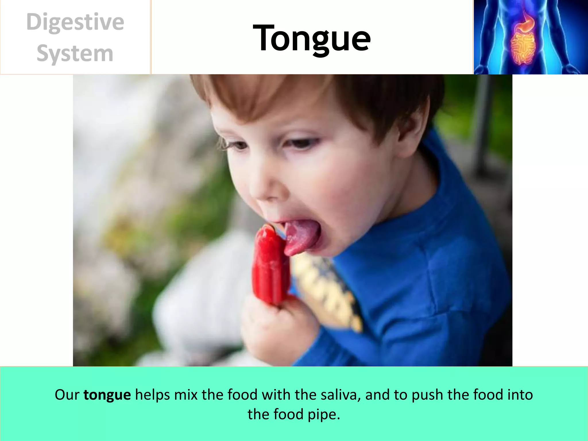 Tongue
Digestive
System
Our tongue helps mix the food with the saliva, and to push the food into
the food pipe.
 