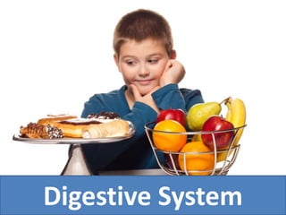 Digestive System
 