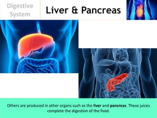 Liver & Pancreas
Digestive
System
Others are produced in other organs such as the liver and pancreas. These juices
complete the digestion of the food.
 