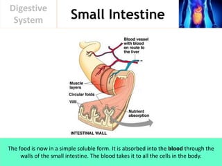 Small Intestine
Digestive
System
The food is now in a simple soluble form. It is absorbed into the blood through the
walls of the small intestine. The blood takes it to all the cells in the body.
 