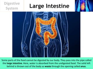 Large Intestine
Digestive
System
Some parts of the food cannot be digested by our body. They pass into the pipe called
the large intestine. Here, water is absorbed from the undigested food. The solid left
behind is thrown out of the body as waste through the opening called anus.
 