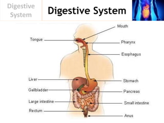 Digestive System
Digestive
System
 