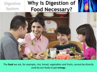 Why Is Digestion of
Food Necessary?
Digestive
System
The food we eat, for example, rice, bread, vegetables and fruits, cannot be directly
used by our body to get energy.
 